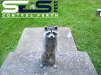SES Possum Removal Perth image 3